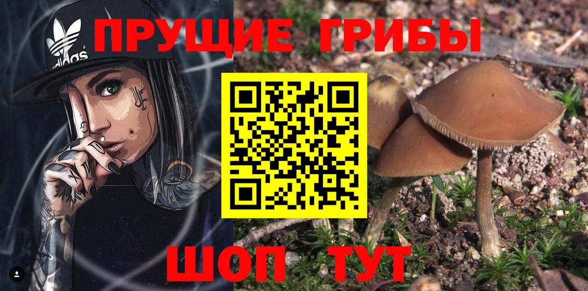 Псилоцибиновые грибы мицелий Чапаевск